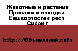 Животные и растения Пропажи и находки. Башкортостан респ.,Сибай г.